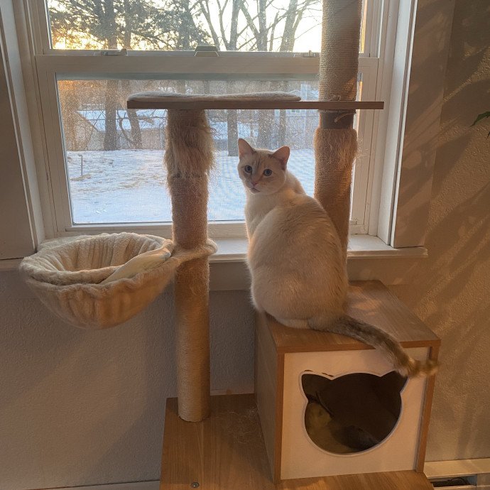 Ellie's Furball Friends