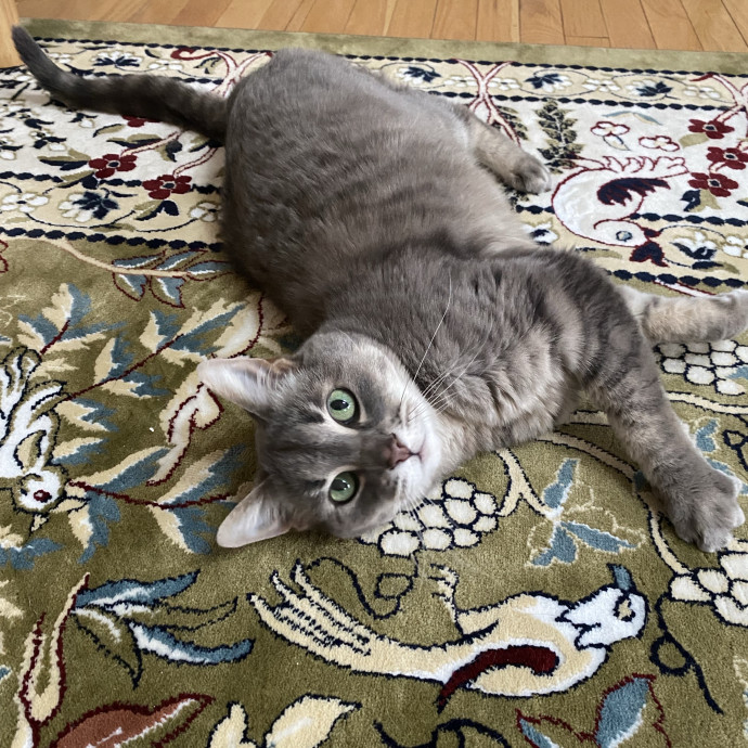 Ellie's Furball Friends