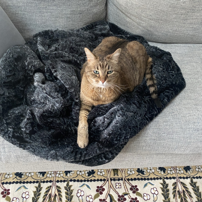Ellie's Furball Friends