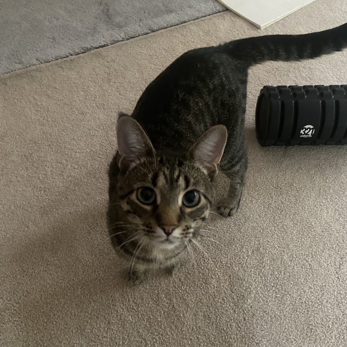 Ellie's Furball Friends