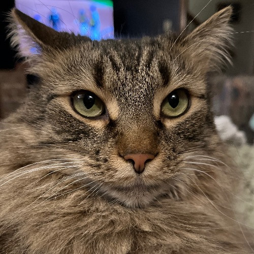 Amie's Fur-Ever Friends Cat Sitting