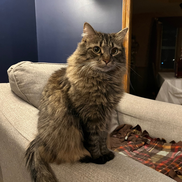 Amie's Fur-Ever Friends Cat Sitting