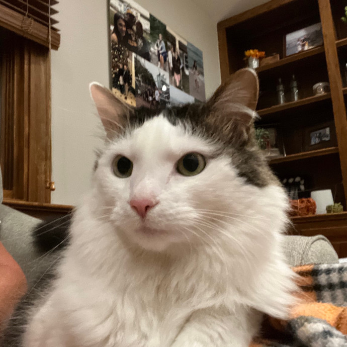 Amie's Fur-Ever Friends Cat Sitting
