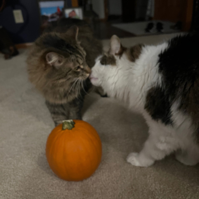 Amie's Fur-Ever Friends Cat Sitting