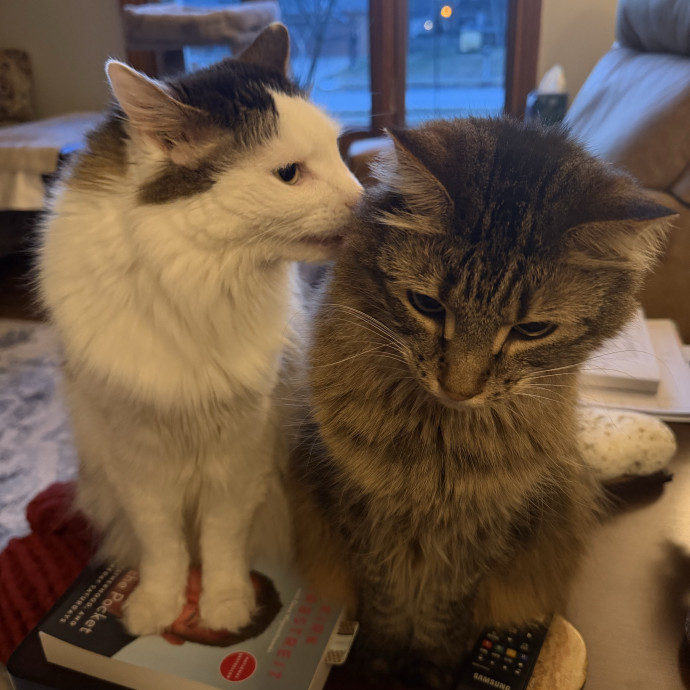 Amie's Fur-Ever Friends Cat Sitting
