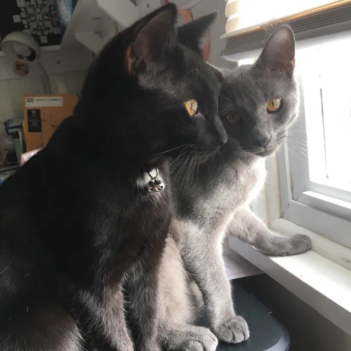 Cianna's Cat Sitting