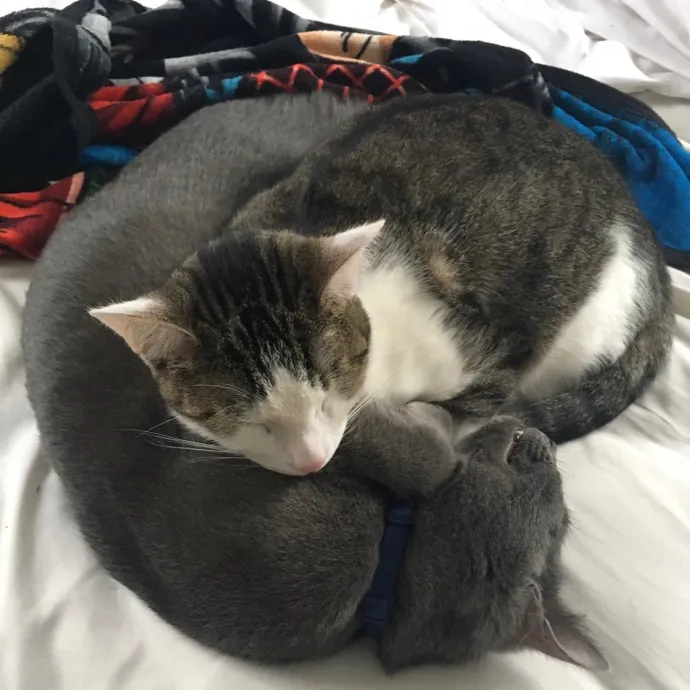 Cianna's Cat Sitting