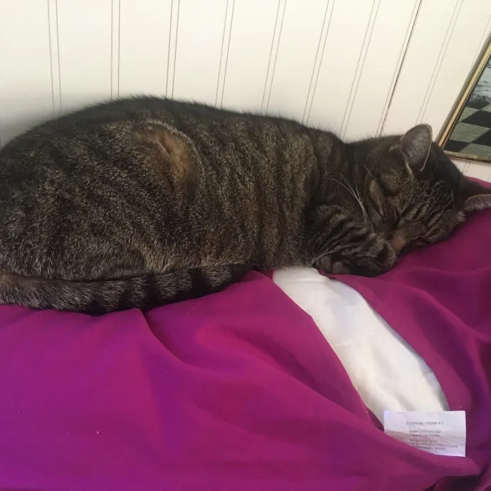 Cianna's Cat Sitting