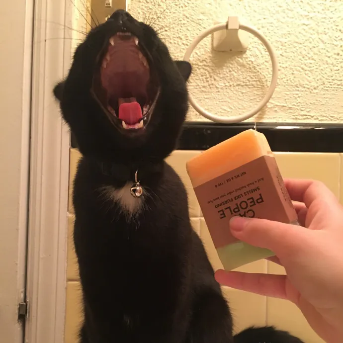 Cianna's Cat Sitting