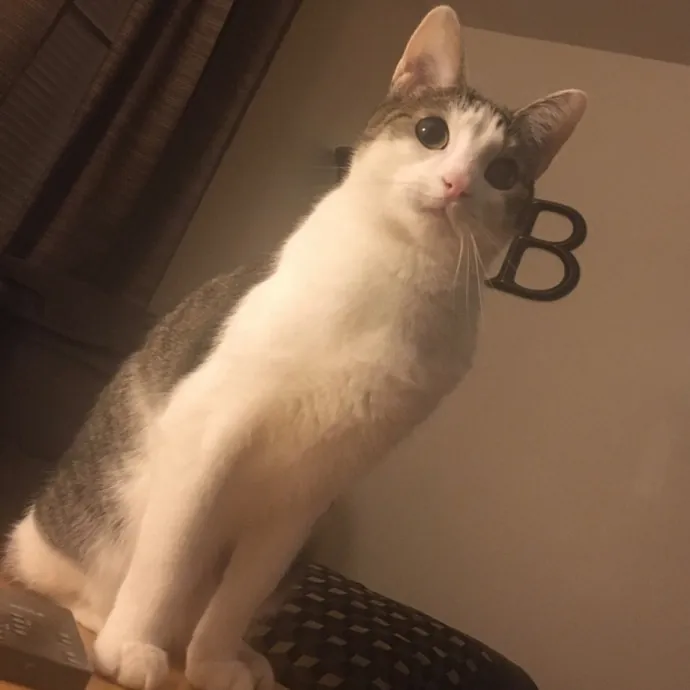 Cianna's Cat Sitting