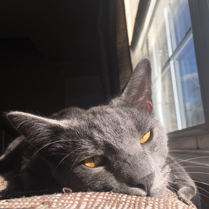 Cianna's Cat Sitting