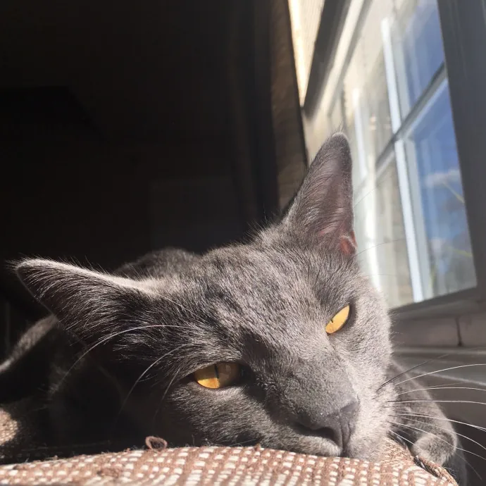 Cianna's Cat Sitting