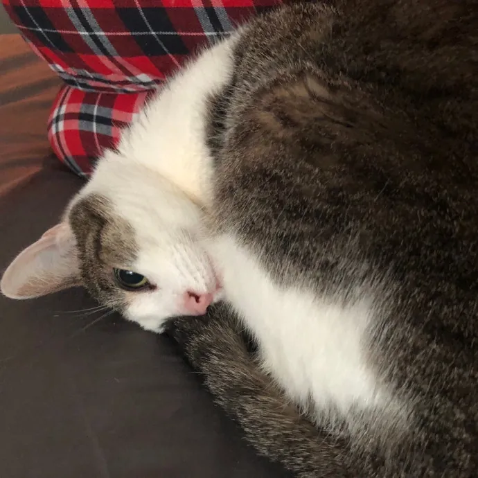 Cianna's Cat Sitting