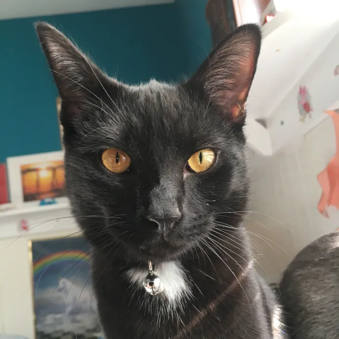 Cianna's Cat Sitting