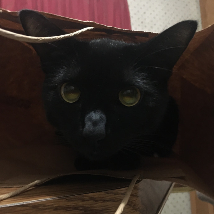 Cianna's Cat Sitting