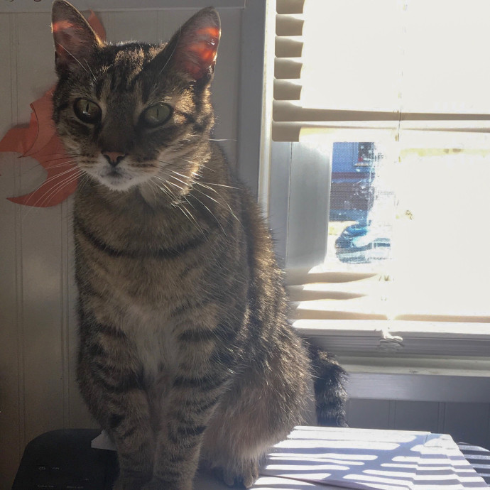 Cianna's Cat Sitting