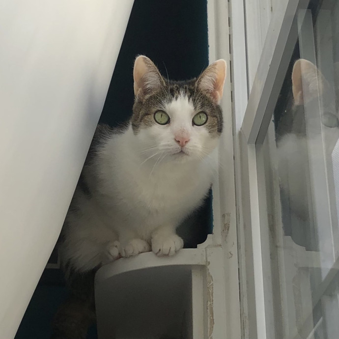 Cianna's Cat Sitting photo 2
