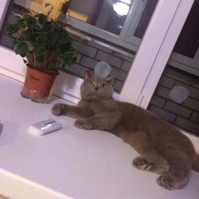 Kathryn's Purrfect Cat Sitting Boulder