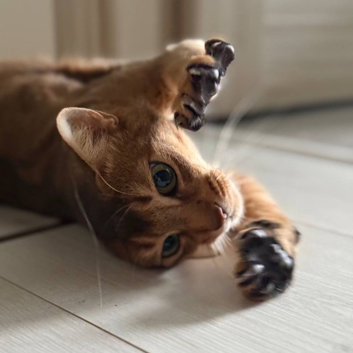 Kathryn's Purrfect Cat Sitting Boulder