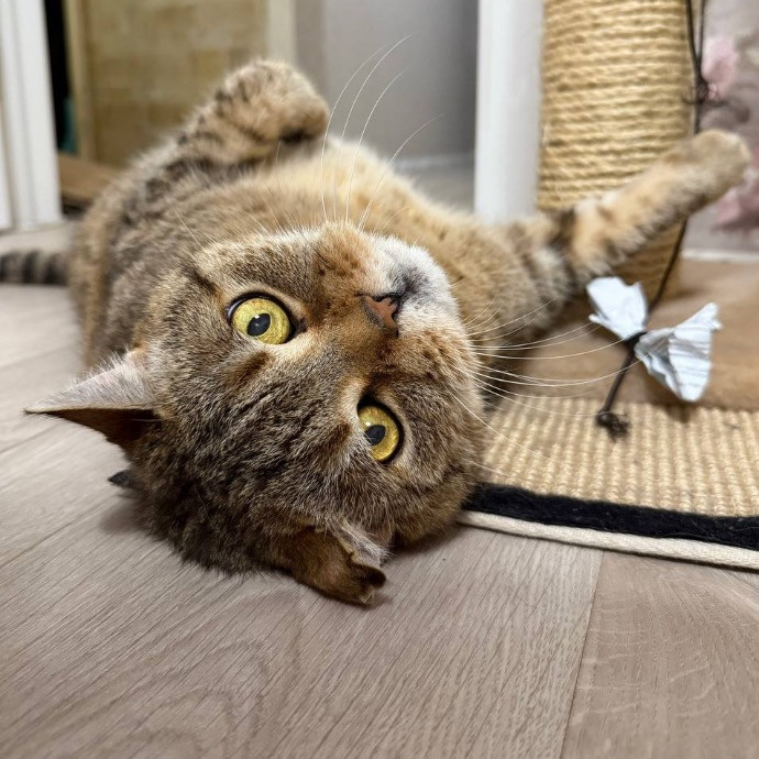 Kathryn's Purrfect Cat Sitting Boulder