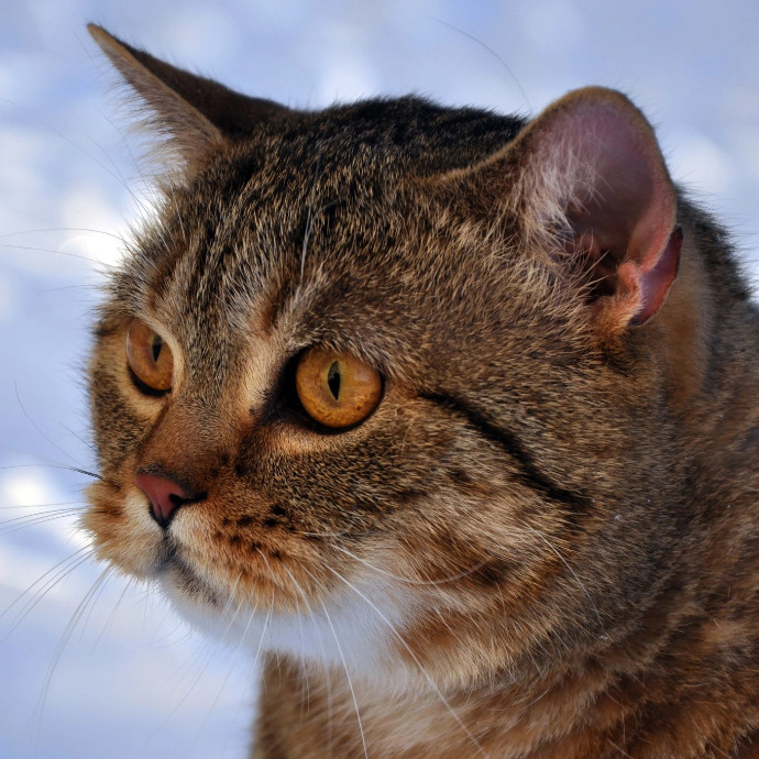 Kathryn's Purrfect Cat Sitting Boulder photo 3