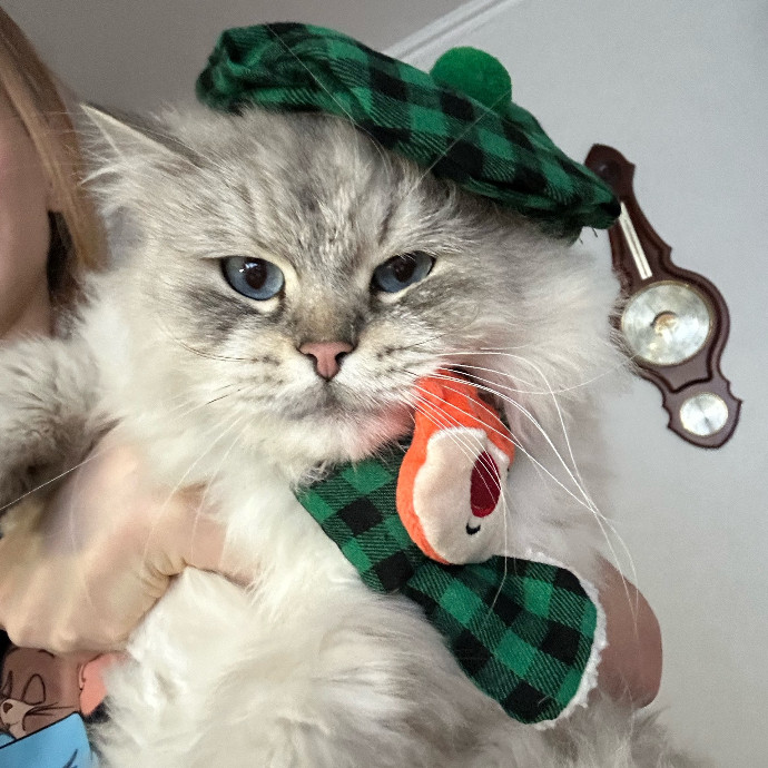 Kathryn's Purrfect Cat Sitting Boulder photo 2