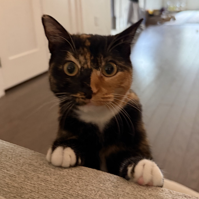 Your Dedicated Cat Sitter