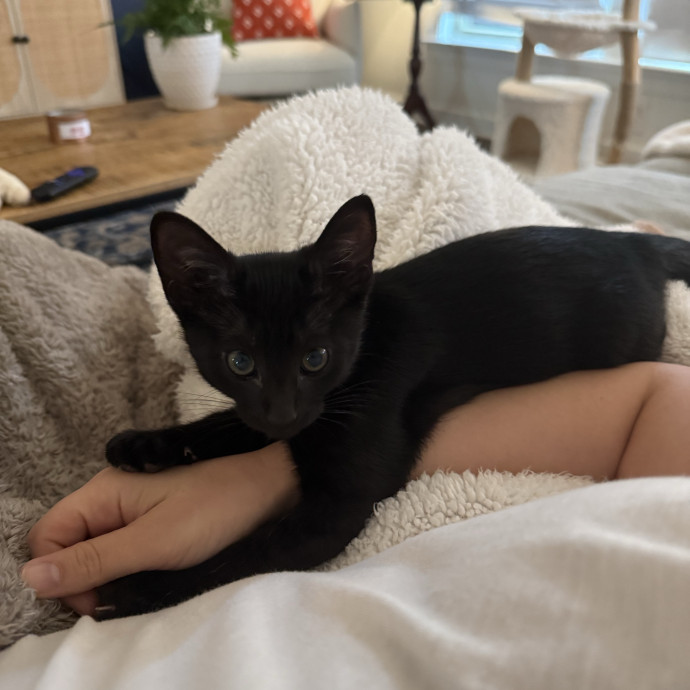 Your Dedicated Cat Sitter