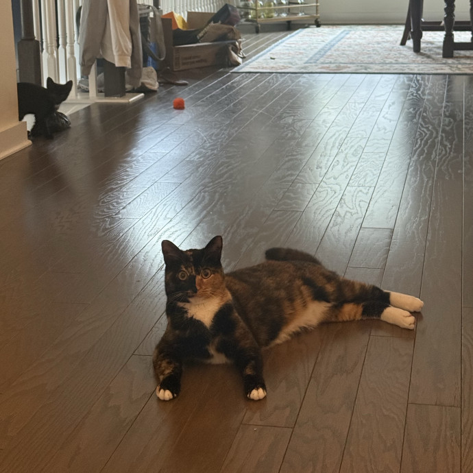 Your Dedicated Cat Sitter photo 3