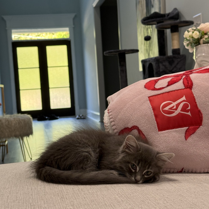 Your Dedicated Cat Sitter photo 2