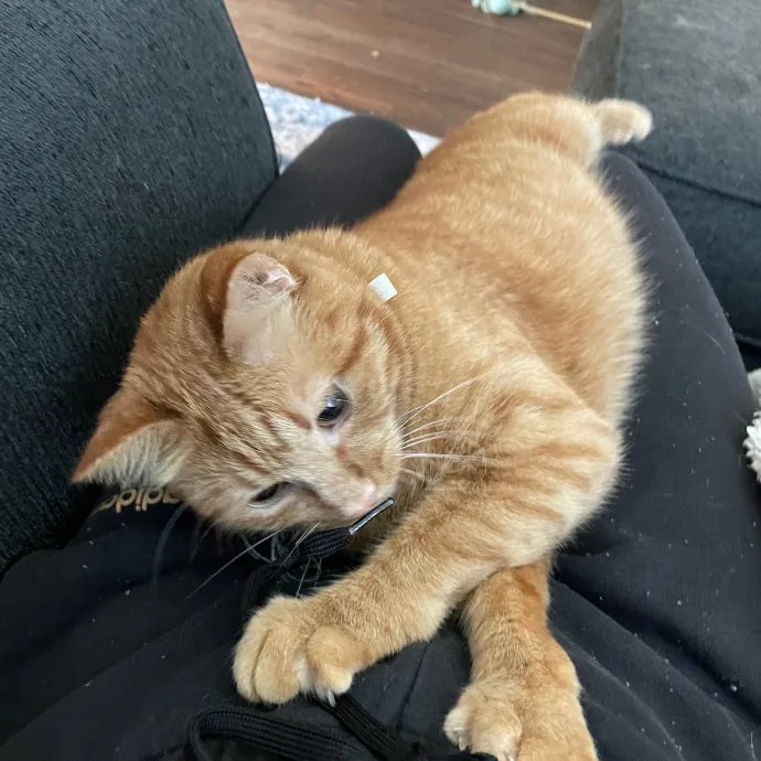 Jordan - Your Cat's Next Best Friend