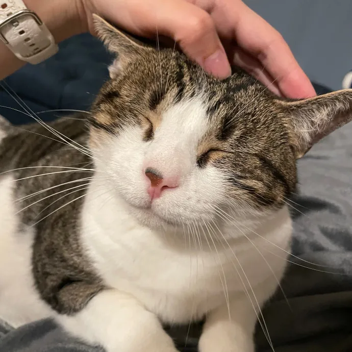 Jordan - Your Cat's Next Best Friend