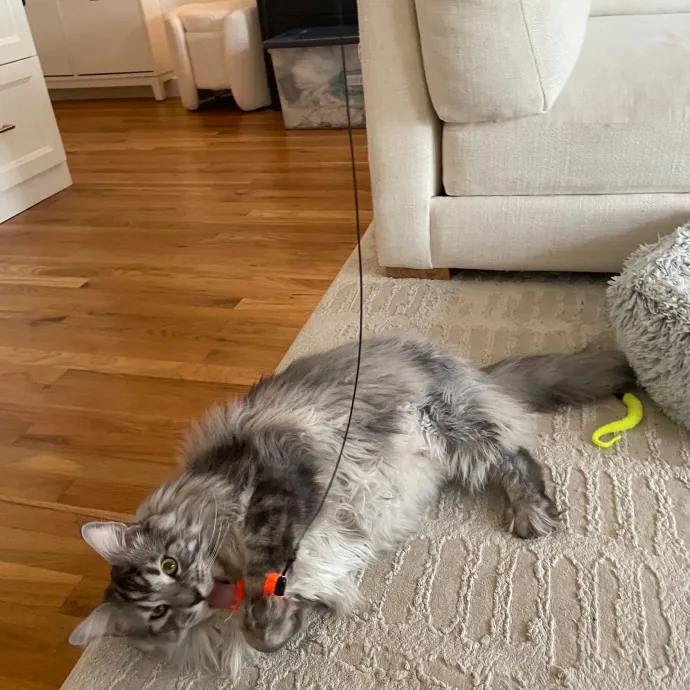 Jordan - Your Cat's Next Best Friend