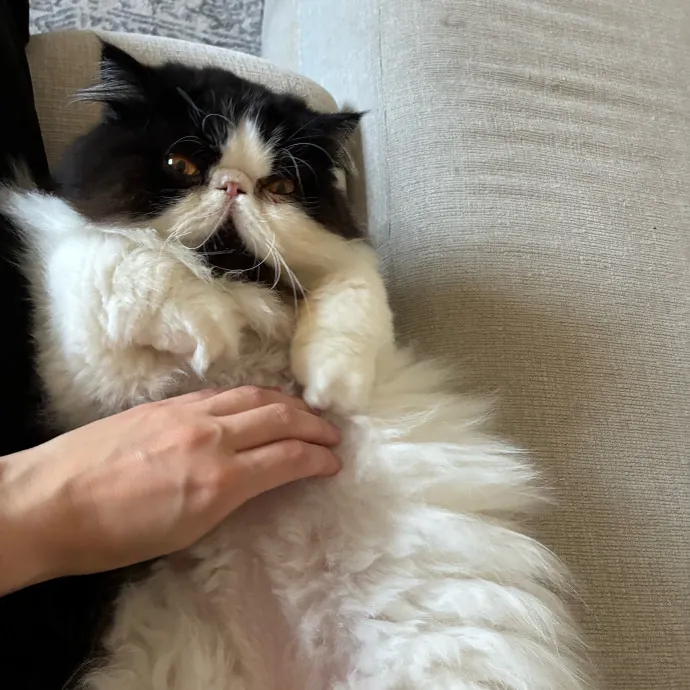 Jordan - Your Cat's Next Best Friend photo 3