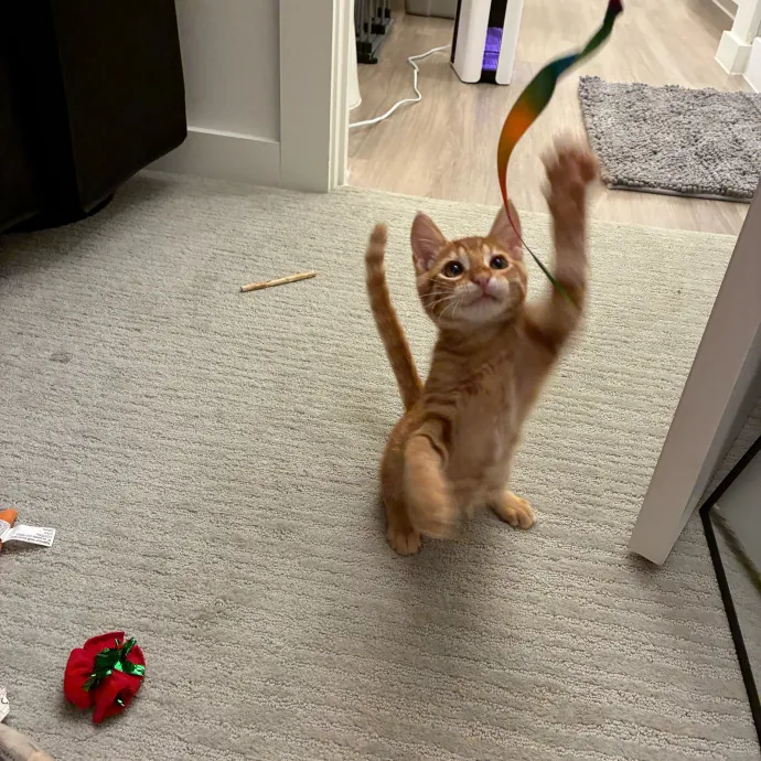 Jordan - Your Cat's Next Best Friend photo 2