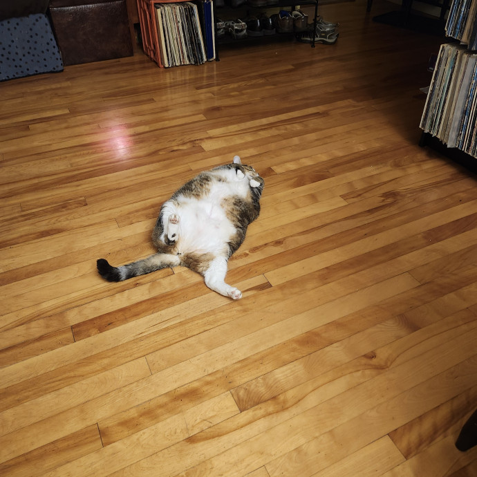 Whisker-Approved Cat Sitting