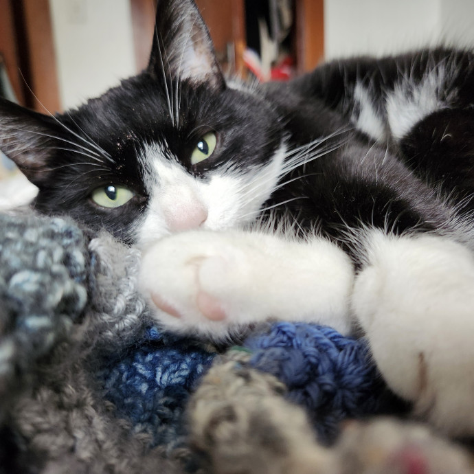 Whisker-Approved Cat Sitting