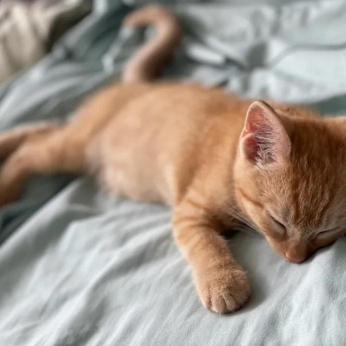 Whisker-Approved Cat Sitting