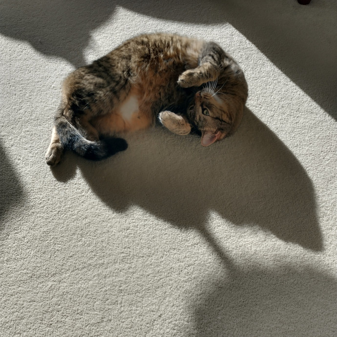 Whisker-Approved Cat Sitting