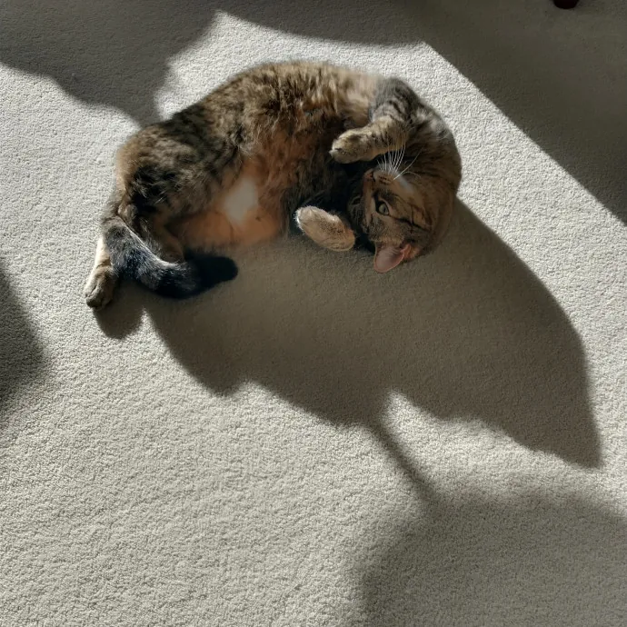 Whisker-Approved Cat Sitting