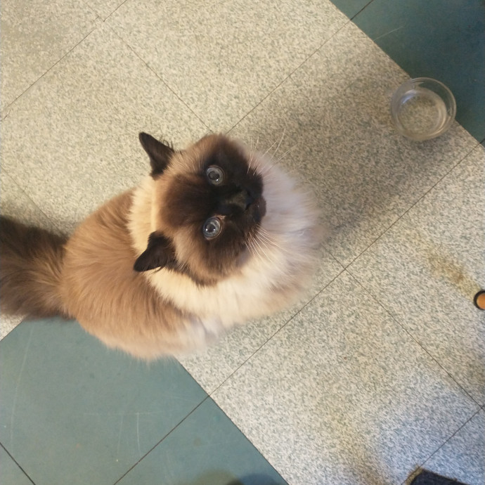 Whisker-Approved Cat Sitting