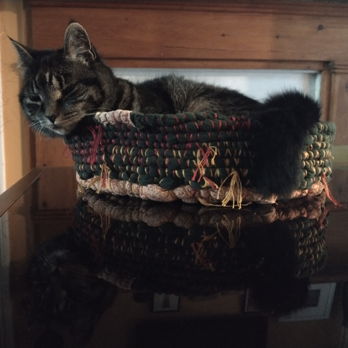 Whisker-Approved Cat Sitting
