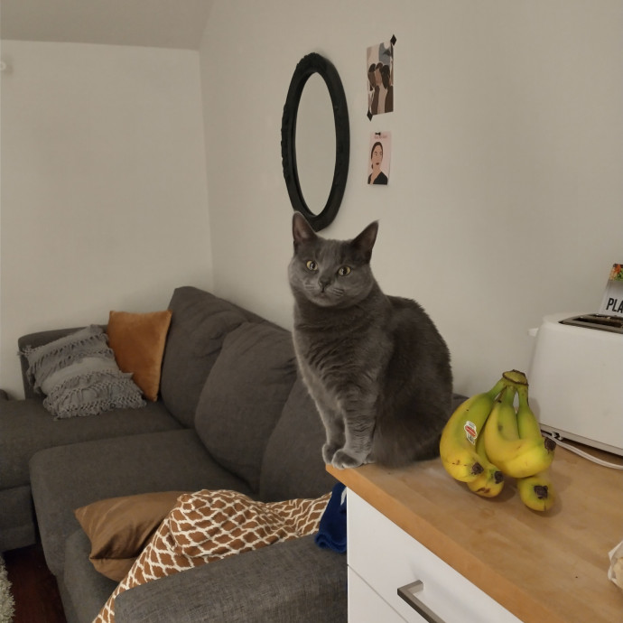 Whisker-Approved Cat Sitting
