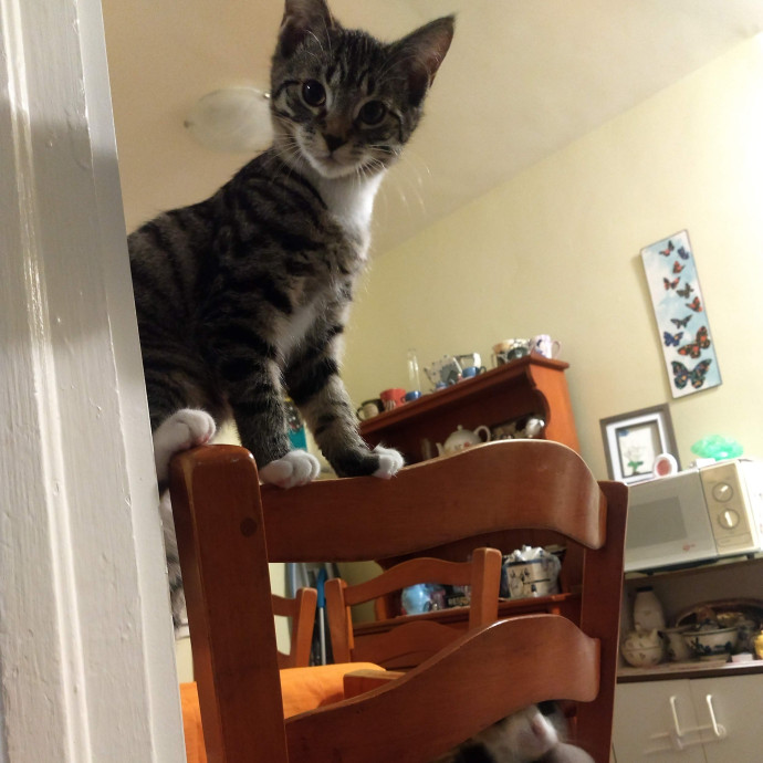 Whisker-Approved Cat Sitting