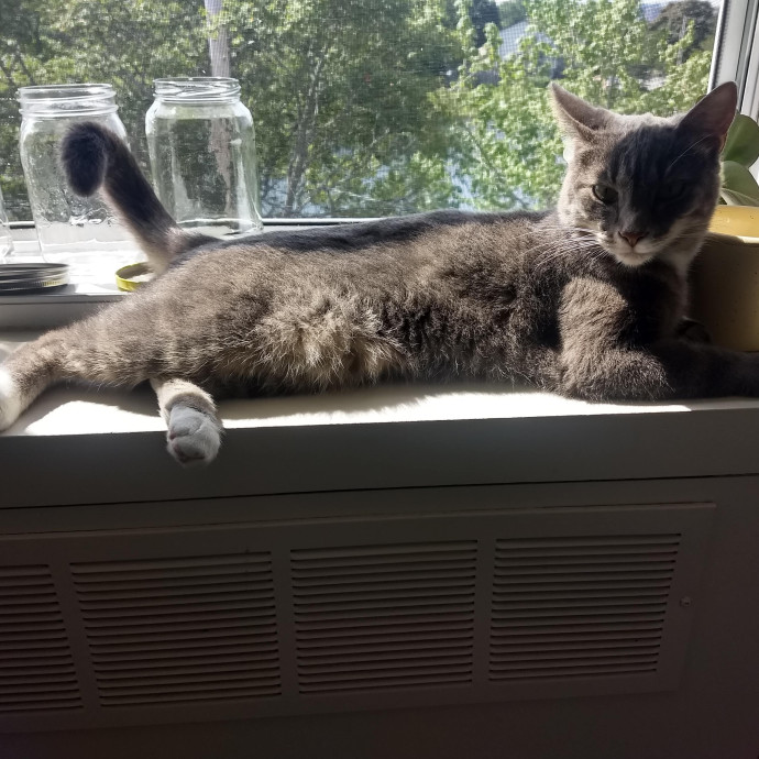 Whisker-Approved Cat Sitting photo 3