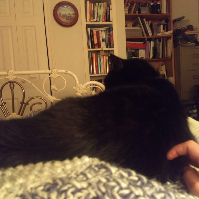 Whisker-Approved Cat Sitting photo 2