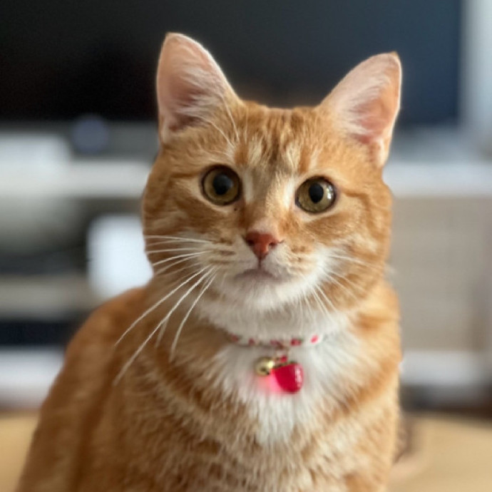 Attentive Loving Cat Companion photo 3