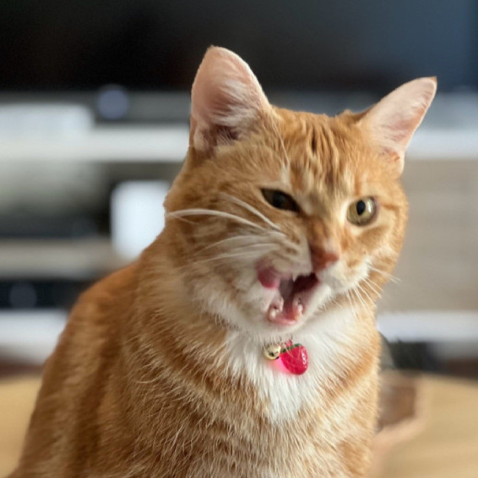 Attentive Loving Cat Companion photo 2