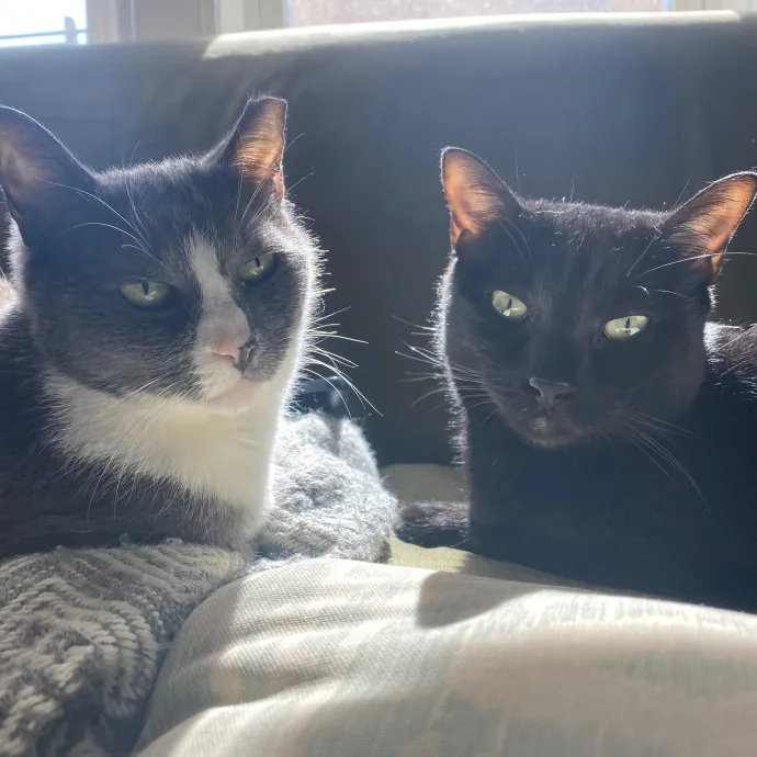 Nyc Brooklyn Artist Cat Sitter