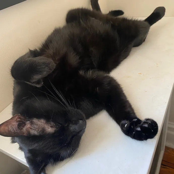 Nyc Brooklyn Artist Cat Sitter